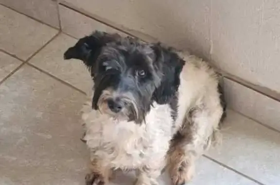 Lost Dog Alert: Phoebe in Roodepoort!