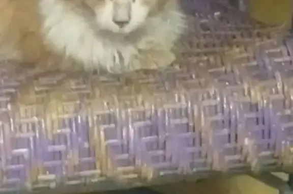 Maine Coon roux trouvé à Montiers - photo