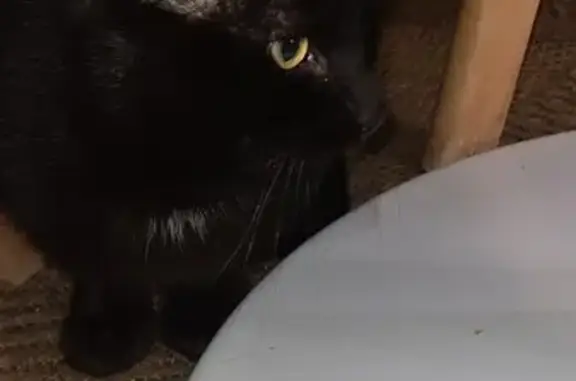 Chat noir sociable trouvé à Lunéville - photo