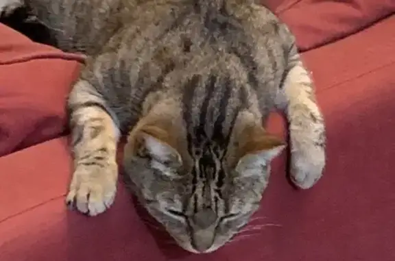 Chat perdu, Montélimar, photo: Chat perdu près des Catalins