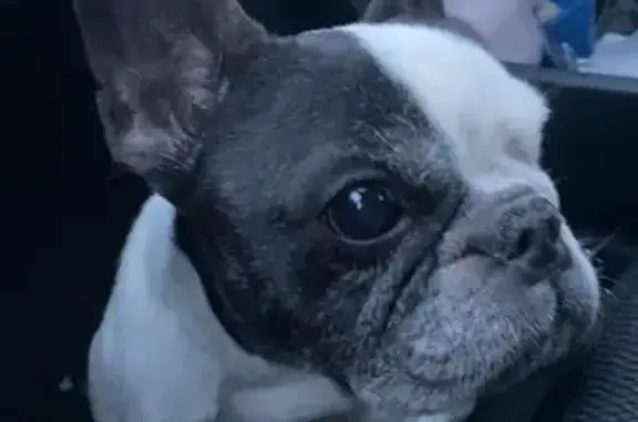 Chien Bouledogue Perdu à Carvin - photo