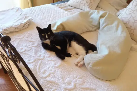 Animaux perdus , photo: Chatte noire et blanche perdue