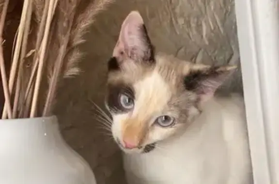 Chat perdu, Périgueux, photo: Chaton crème perdu à Périgueux