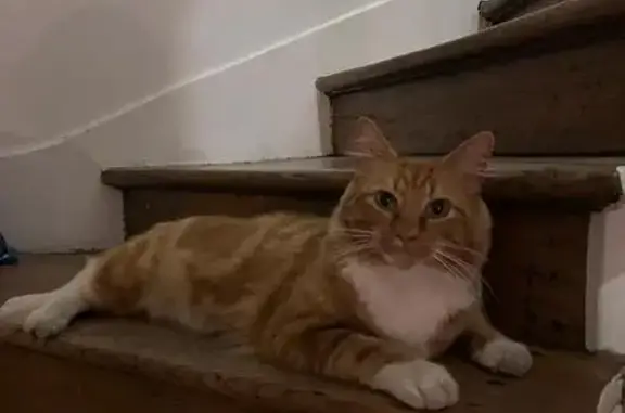 Animaux perdus Bois-Colombes, photo: Chat Red tabby perdu, Bois-Colombes