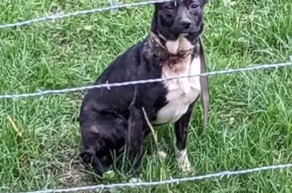 Chien trouvé , photo: Chien perdu près de D374, Chessy