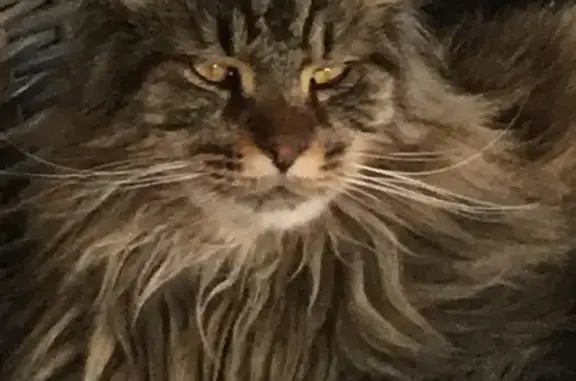 Animaux perdus Niort, photo: Chat tigré perdu à Niort