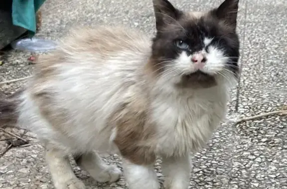 Chat blessé trouvé à Toulouse - photo
