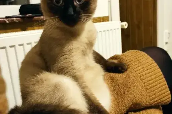 Chat perdu, Éloyes, photo: Chat Siamois Perdu à Éloyes