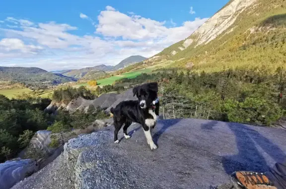 Chien perdu , photo : Chien Border Collie/Aussie Perdu