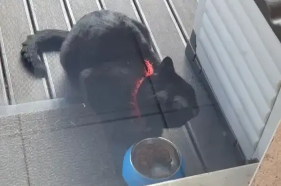 Chat noir perdu, Toulouse - photo