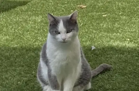 Chat perdu, Gacé, photo: Chat perdu à Gacé samedi