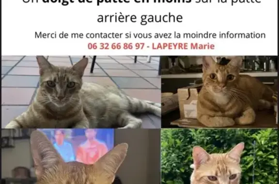 Animaux perdus Vieille-Toulouse, photo: Chat roux perdu - Offshore