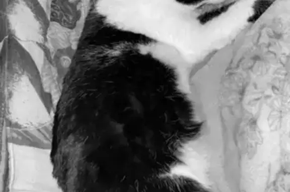 Chat perdu, Mirande, photo: Chat noir et blanc Sparow perdu