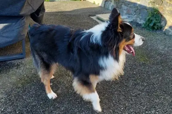 Chien berger trouvé près nationale - photo