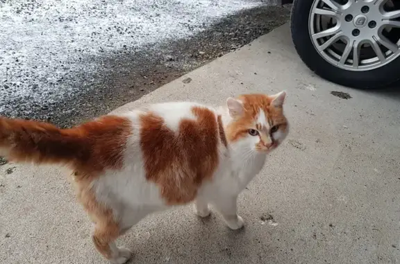 Chat sociable trouvé à St-Vincent - photo