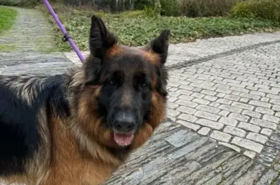 Chien berger perdu à Mûrs-Erigné - photo