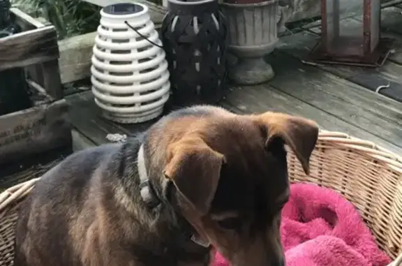 Chiot perdu à Saint-Nazaire retrouvé - photo