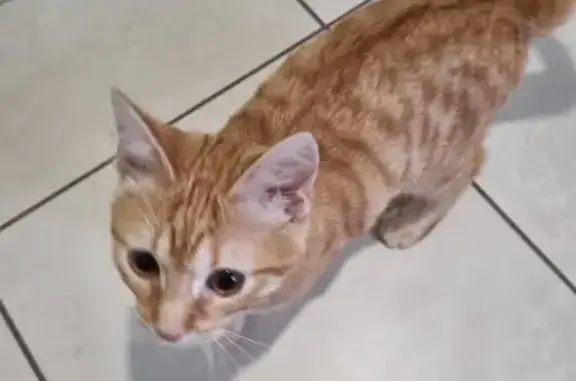 Chaton roux tigré trouvé à Vaulx - photo