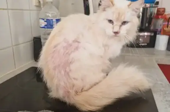 Chat trouvé Lesparre-Médoc, photo: Chat blanc blessé trouvé à Lesparre