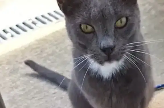 Animaux perdus , photo: Chat gris-blanc perdu - La Romaine
