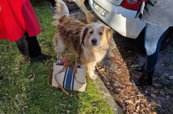 Chien trouvé Guipavas, photo: Chien griffon trouvé à Guipavas