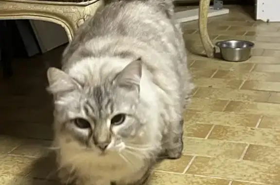 Animaux trouvés Langon, photo: Chat gris tigré trouvé à Langon