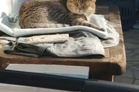 Chat trouvé Mimizan, photo: Chat tigré gris trouvé à Mimizan