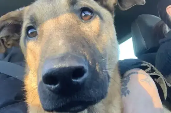 Chiot croisé malinois perdu - photo