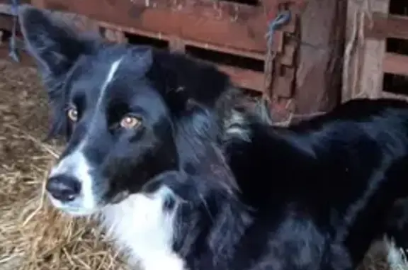 Chien perdu , photo : Irka, Border Collie perdue