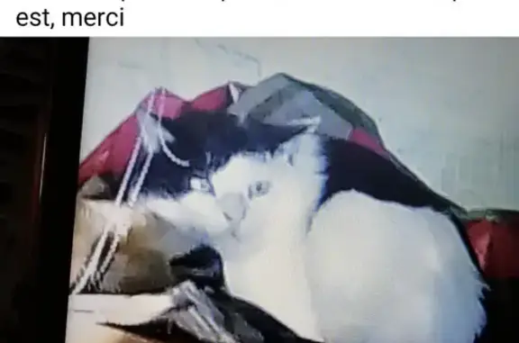 Chat noir/blanc perdu à Sarras - photo