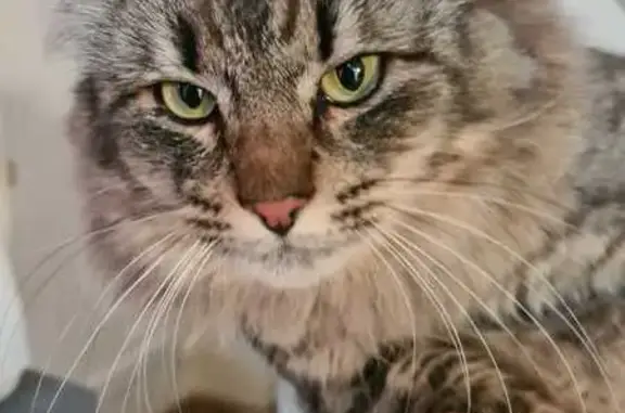 Chat tigré poilu trouvé à Ancenis - photo
