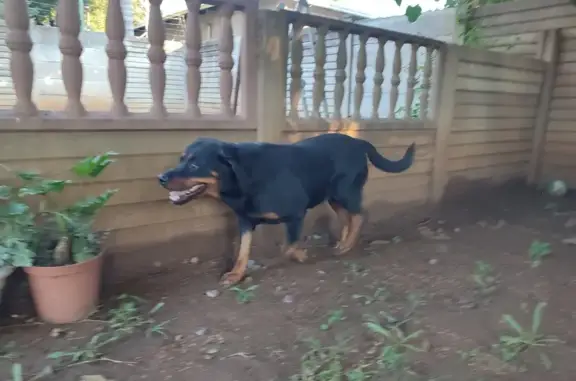 Found Rottweiler: Safe on Haarhoff St!