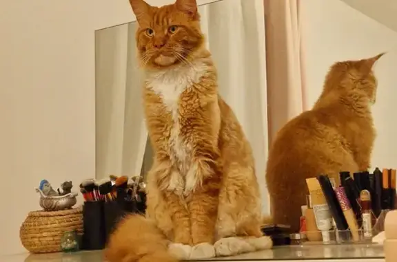 Animaux perdus Nouvelle-Aquitaine, photo: Maine Coon perdu à Grayan