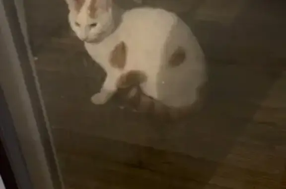 Chat perdu miaule à Talence - photo
