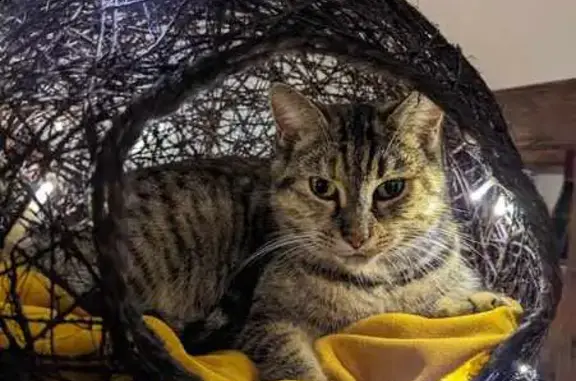 Animaux perdus , photo: Ayron: Chat perdu en Aquitaine