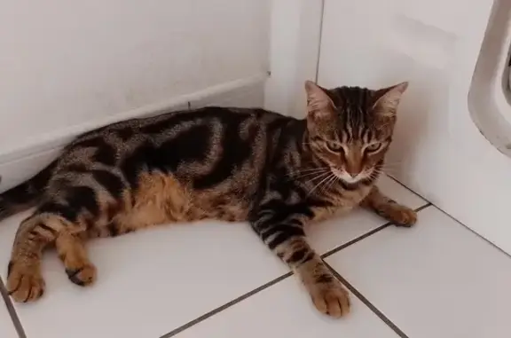 Animaux perdus Brazey-en-Plaine, photo: Zéphyr, chat tigré perdu