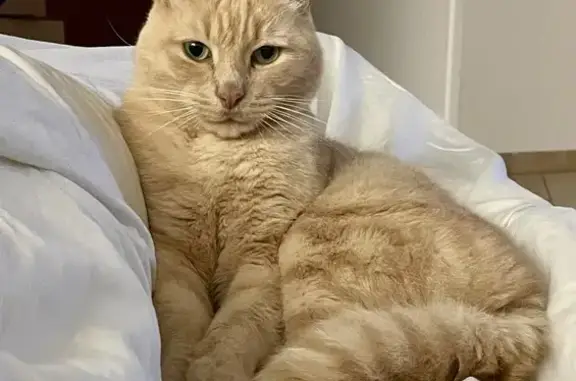 Animaux perdus Coupvray, photo: Chat crème tigré perdu à Coupvray