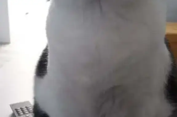 Animaux perdus , photo: Chat Omega disparu à La Chapelle