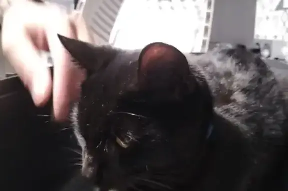 Animaux trouvés La Seyne-sur-Mer, photo: Chat noir trouvé à La Seyne-sur-Mer
