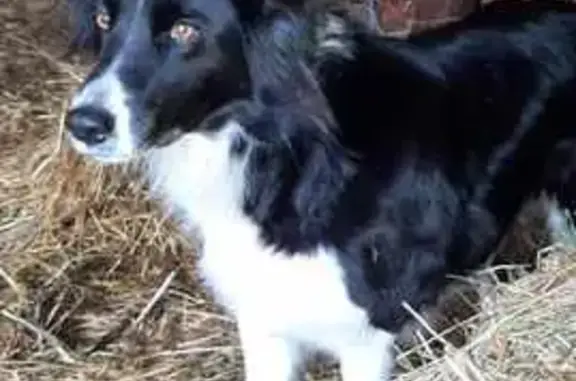 Chien perdu , photo : Chien Border Collie perdu