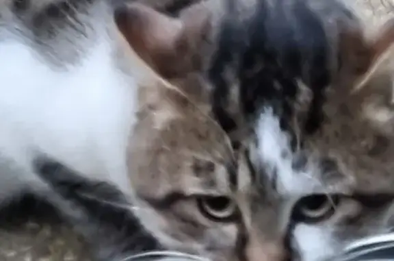 Animaux trouvés Argentan, photo: Chat retrouvé à Argentan