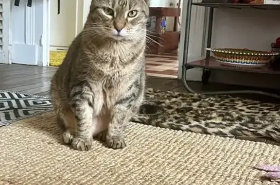 Animaux perdus Monts, photo: Chat tigré perdu à Monts