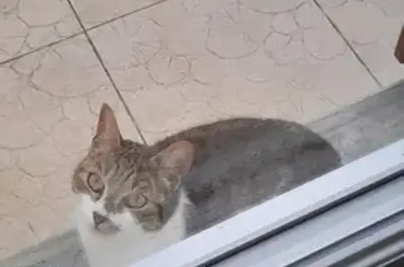 Chat perdu à Buxeuil retrouvé - photo