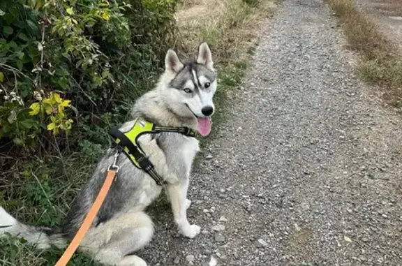 Chien perdu Saint-Pierre-la-Palud, photo : Alerte: Chien Tala disparue!