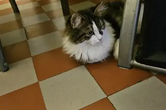 Chaton doux trouvé à Villenavotte - photo