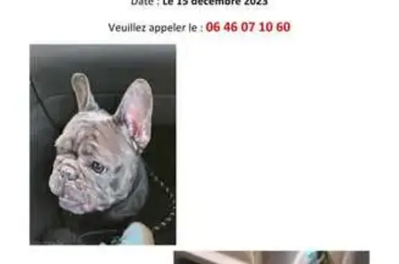 Animaux perdus , photo: Hera, bouledogue gris perdu
