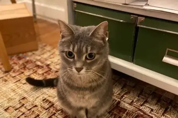 Animaux perdus Paris, photo: Chatte Romie perdue - Paris 91