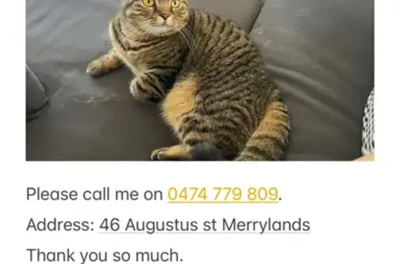 Lost Tabby Cat BanBan in Sydney - Help!