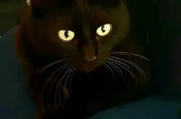 Lost Black Cat Apollo - McIntyre Rd Geelong