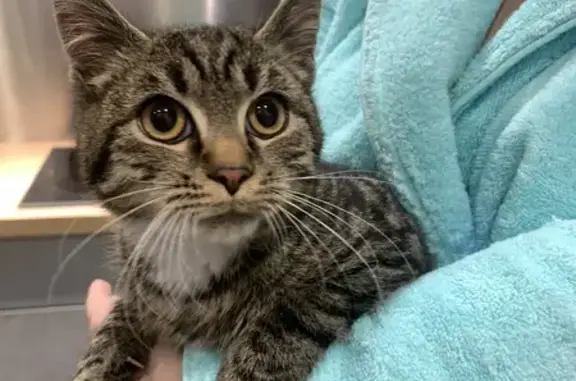Chaton tigré trouvé à Nogent - photo